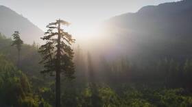 Inside the Fight to Save an Ancient Forest