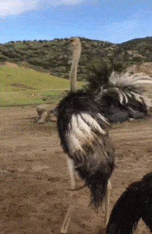 An ostrich twirls dramatically