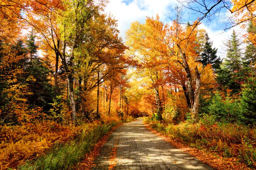 A road in New Hampshire is lined by trees with bright colored leaves of orange, red, yellow and green.