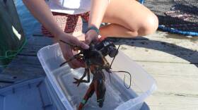 WHOI researcher Andria Salas handles a lobster in Woods Hole. She's credited with the invention of this wearable lobster tag — it's made out of a snorkel mouthpiece, custom circuit board, and velcro straps.