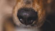 Dog's nose