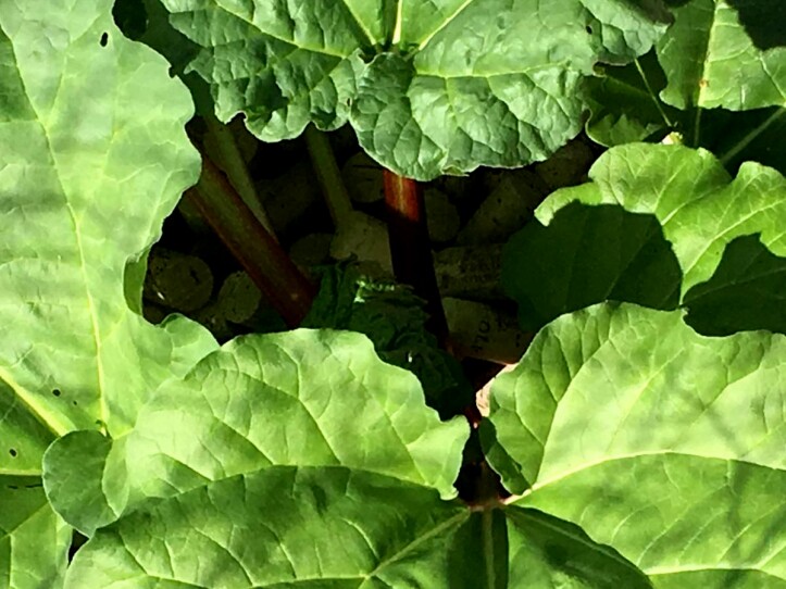 Rhubarb.
