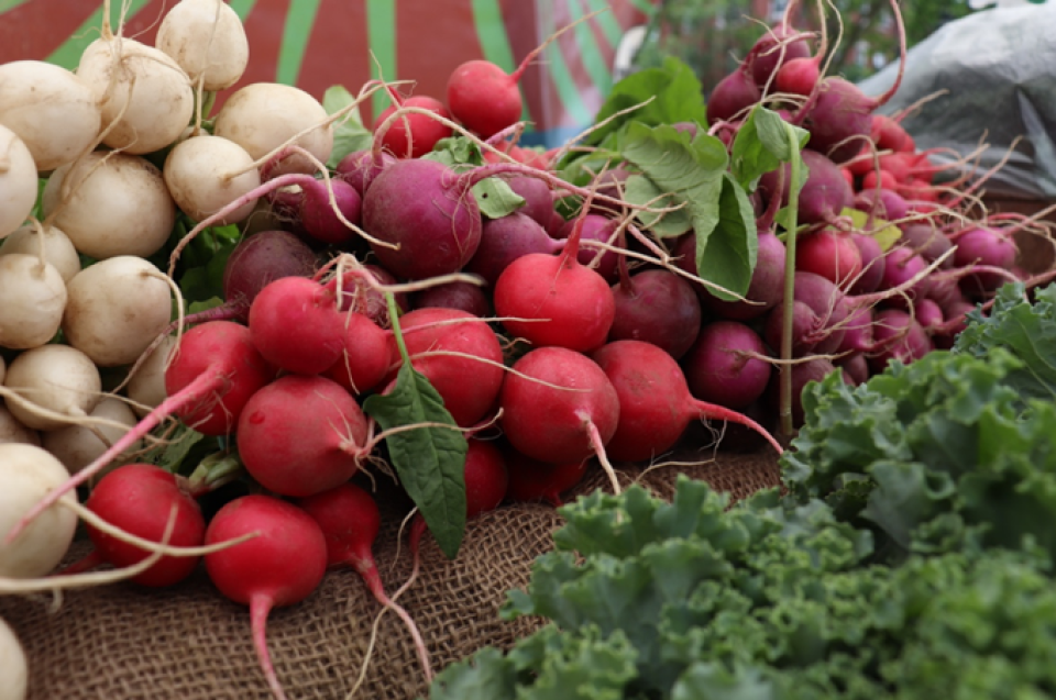 radishes_farmers_market_harvard.png