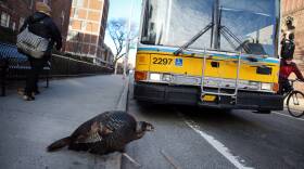 A turkey steps onto the road in front of a MBTA bus.