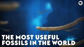 The Most Useful Fossils In The World