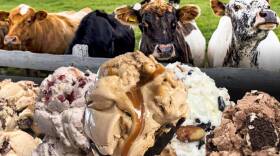 Image of a series of ice cream cones in front of a cattle pen