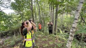 DCR forest surveyors use binoculars to scan trees for any sign of the Asian longhorned beetle.