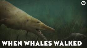 When Whales Walked