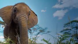 Now streaming: Nature