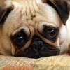 Sad Pug Puppy
