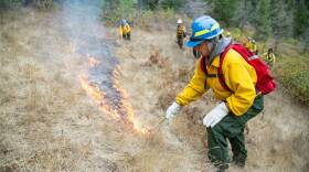 Elemental: Reimagine Wildfire