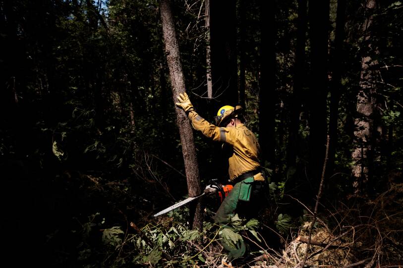 California National Guard Specialist Brett Carl cuts down a small tree while working on fire prevention with Task Force Rattlesnake.