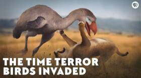 The Time Terror Birds Invaded