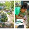 Food forest in Boston 2