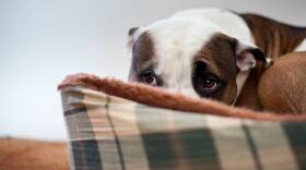 Scared Dog Sitting in Dog Bed