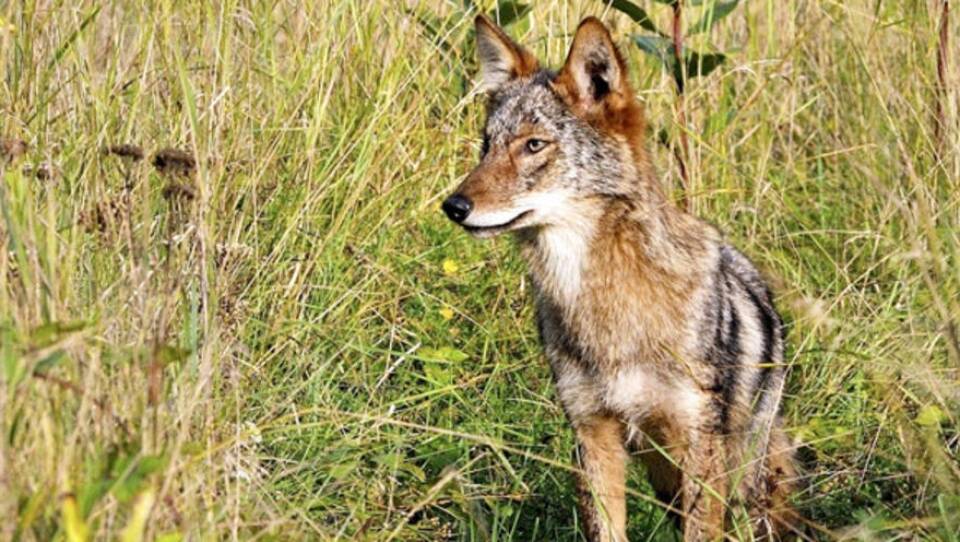 coyote statehouse news.jpg