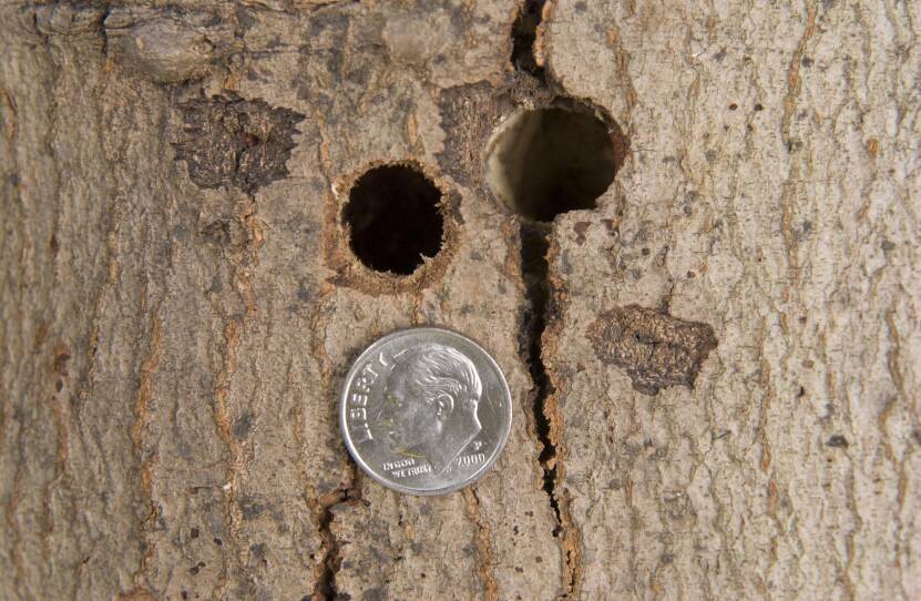 A dime is laid next to large holes burrowed through a tree trunk.