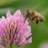 May 20 Is World Bee Day