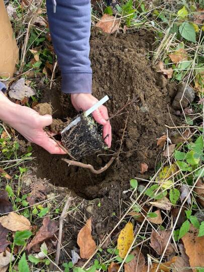  The seedling is planted.