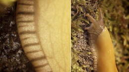 Banana Slugs: Secret of the Slime 