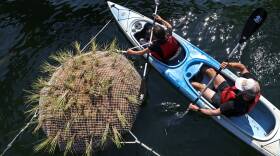 Two kayakers pass by a floating green-ish natural looking object on a sunny day