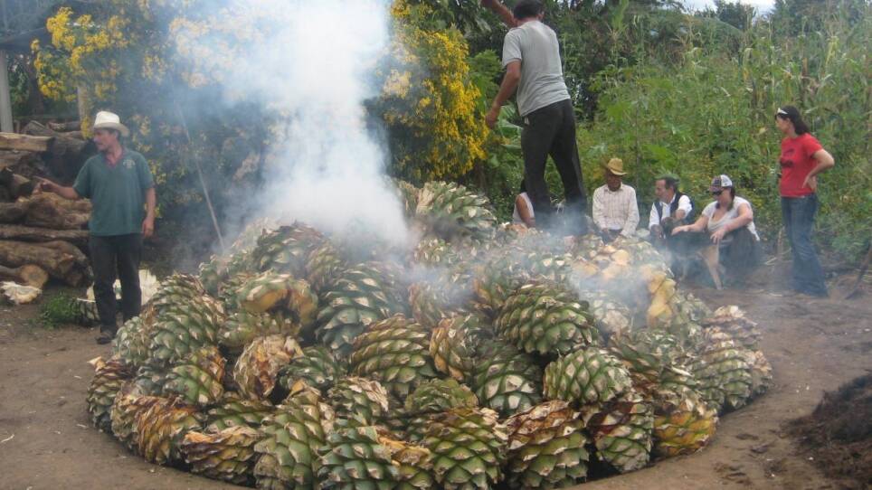 Pit roasting pinas for Mezcal.
