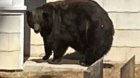 A large black bear known as 64F was captured by state authorities in the area around Lake Tahoe, Calif., on Friday after being responsible for at least 21 home break-ins.