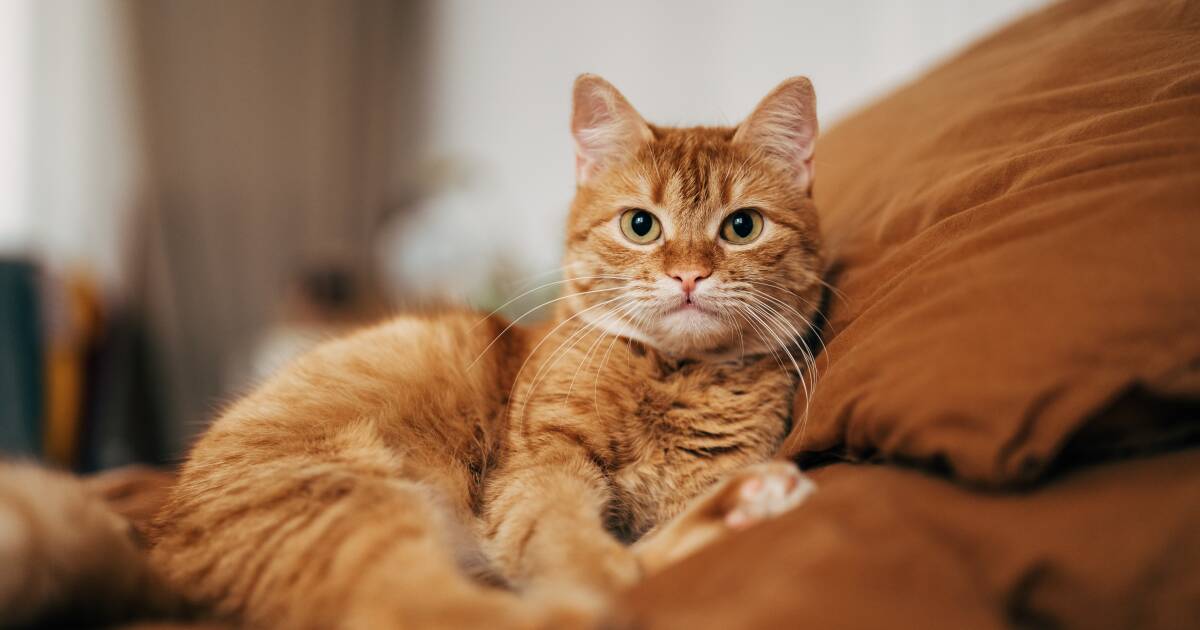 Why health care for pets has been surging Why health care for pets has been surging