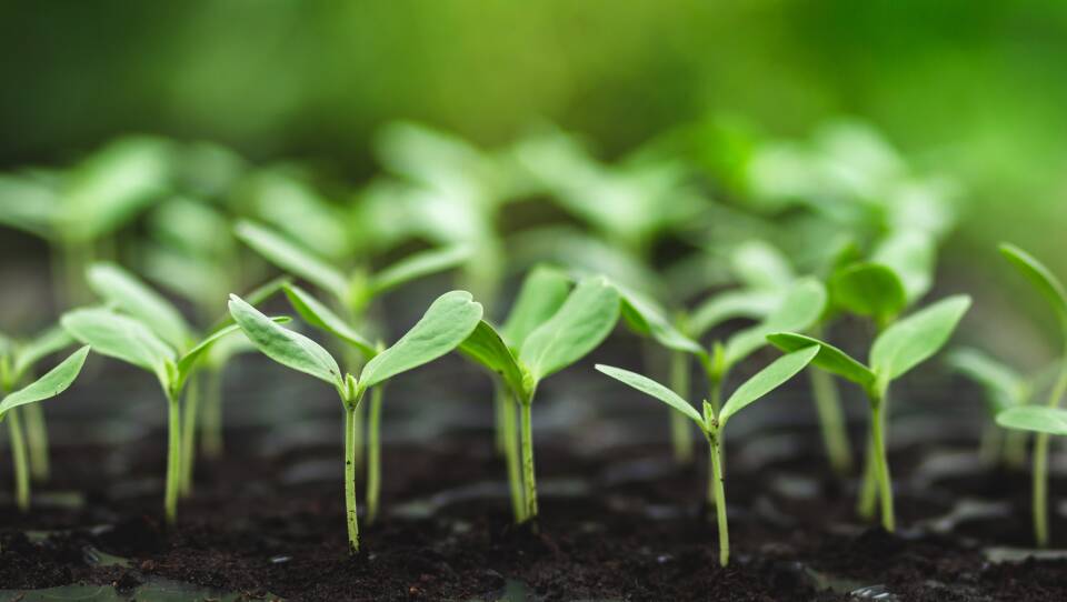 Close-Up Of Small Plant Growing On Field
