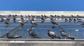 Dozens of adult pigeons and specks of bird poop line a glass paneled roof of a structure.