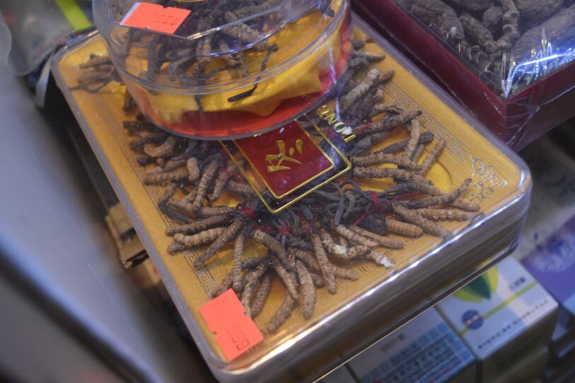 Parasitic Cordyceps on sale for $699.