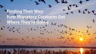 findingTheirWay.jpg