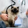 Midsection Of Veterinarian Holding Cat In Hospital