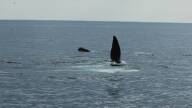Right_Whale_cover_tGixSQL.jpg