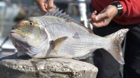 A man holds up a fish on a concrete pylon.