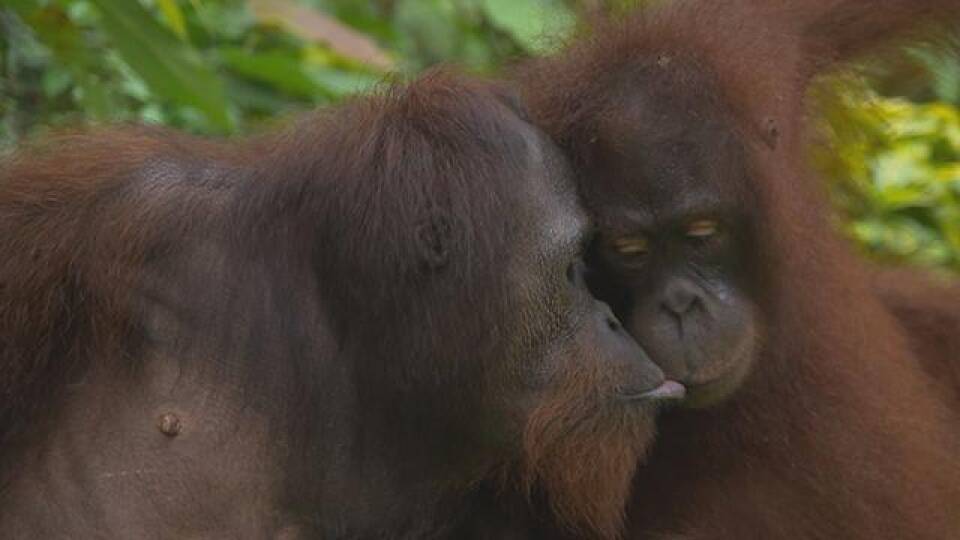 Orangutans