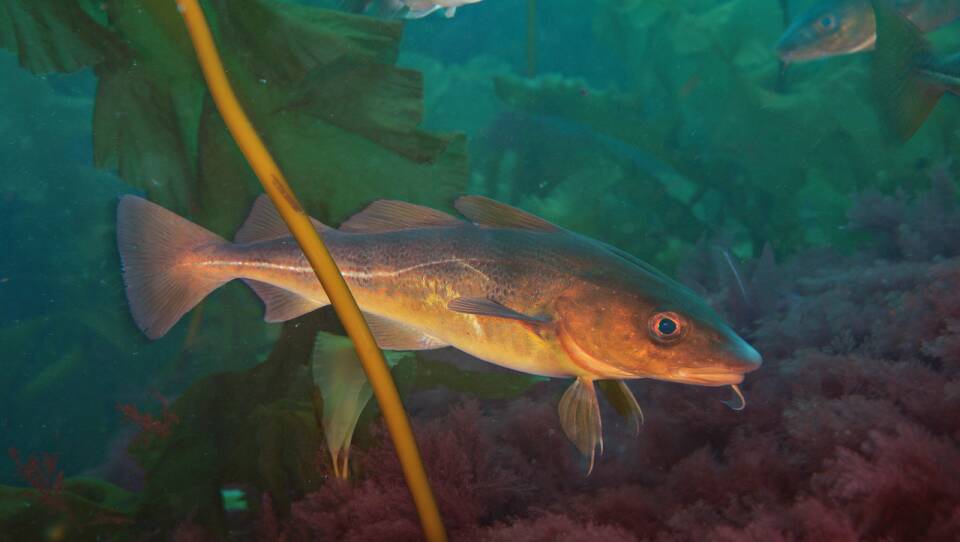 Fish swim in the water around kelp.