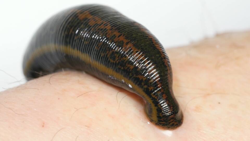dl506-leeches-medicinal-leech-feeding-5917b17a04b61e767261b348cd7f5b820cf7390c.jpg