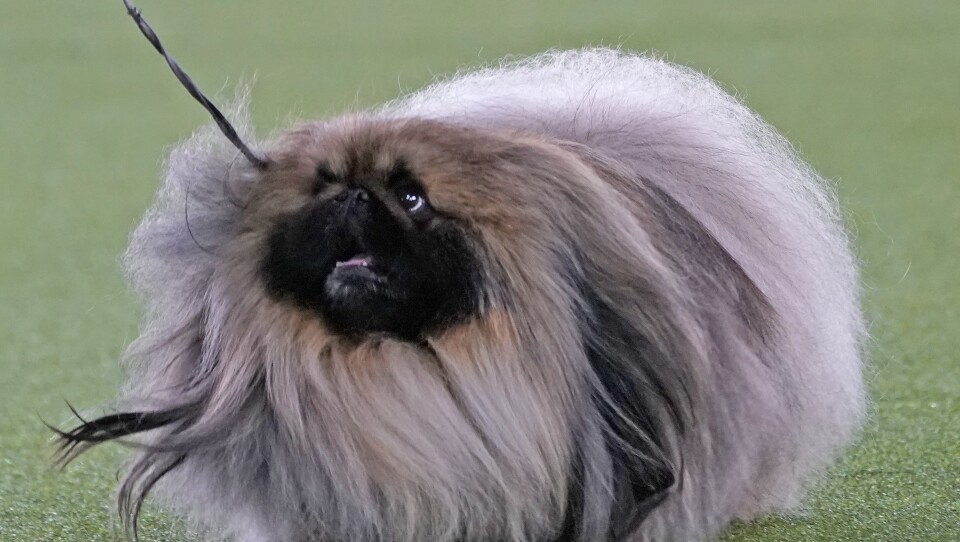 Pekingese Dog Show competition with well-groomed Pekingese dogs in 2022