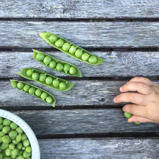 Peas in their pods on a wooden table.