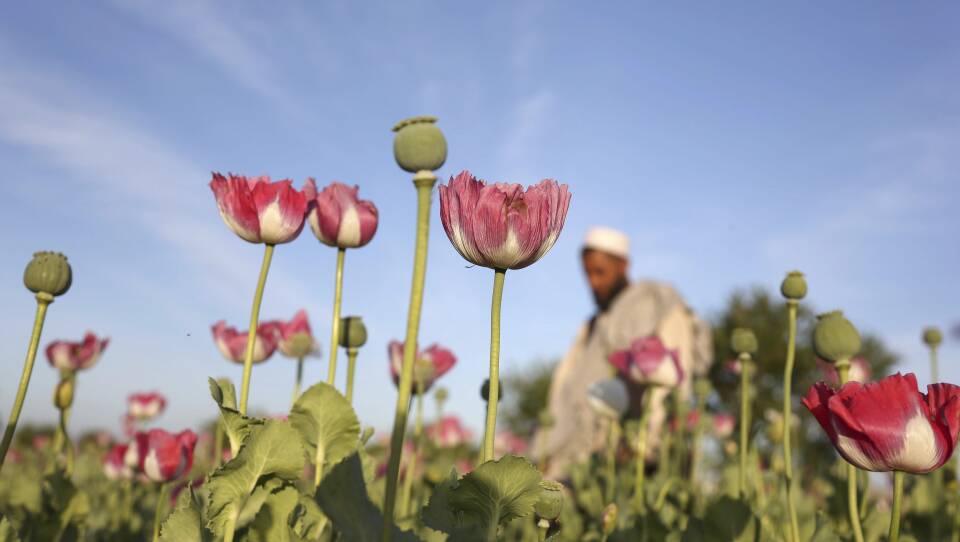Afghanistan Opium Survey