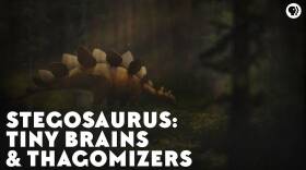 Stegosaurs: Tiny Brains & Thagomizers