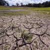 A large field of cracked, dry mud is spotted with weeds.