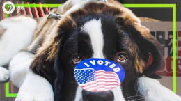 Should we make voting mandatory?