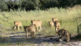 a pack of female lions walking in tall grass; one lioness is laying on the ground, head up, wearing a collar