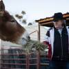 An older man with glasses and a ten-gallon hat feeds hay to a horse.