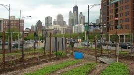 chicago_farming.jpg