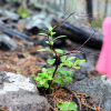 A single huckleberry plant is poking up between rocks, with a bright pink flag marking in the foreground. Around it are rocks and pine needles, few leaves, and maybe three other plants within 10 feet of it.