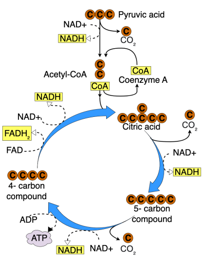 Diagram of Krebs Cycle