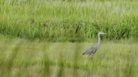 The Gray Heron by Galway Kinnell